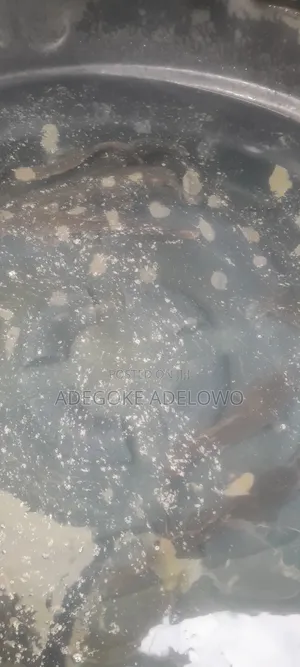 Fresh Cat Fish