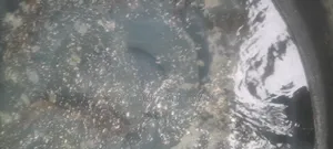 Fresh Cat Fish