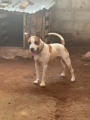 1+ year Male Purebred American Pit Bull Terrier
