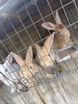 Farm Animals
