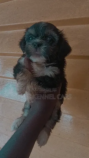 1-3 months Female Purebred Lhasa Apso