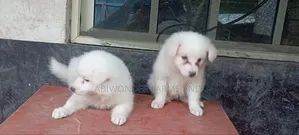 1-3 months Male Purebred American Eskimo