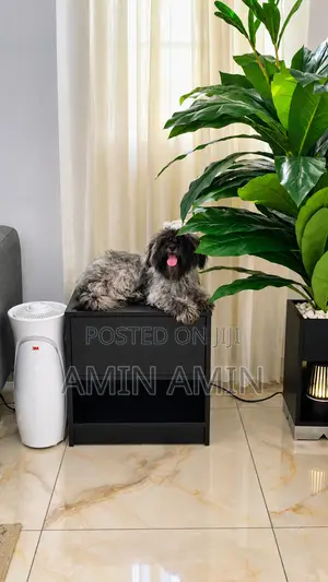 1+ year Female Purebred Shih Tzu