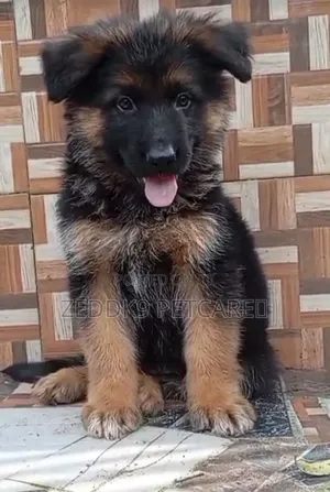 1-3 months Male Purebred German Shepherd