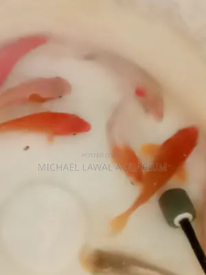 Fish for Aquarium
