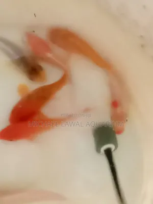 Fish for Aquarium