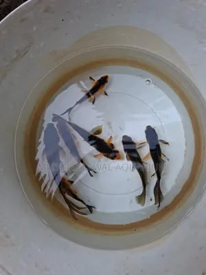 Fish for Aquarium