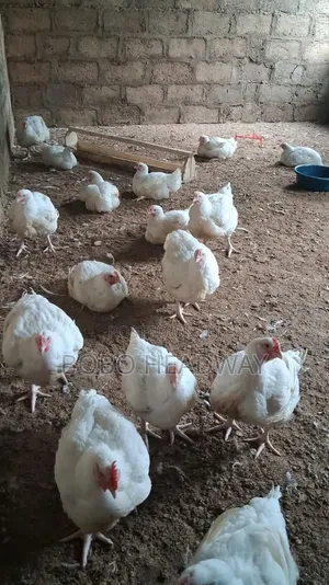 6 Weeks Broilers Chicken Are Available