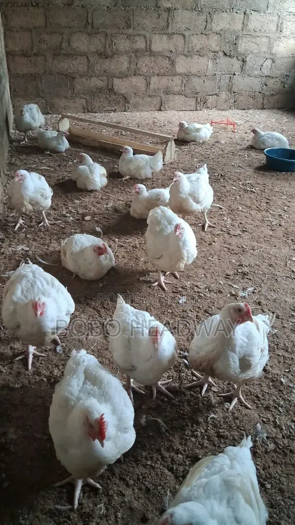6 Weeks Broilers Chicken Are Available