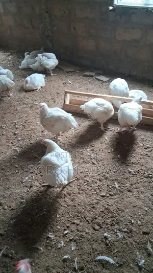 6 Weeks Broilers Chicken Are Available