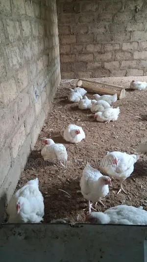 6 Weeks Broilers Chicken Are Available