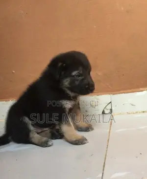 1-3 months Female Purebred German Shepherd