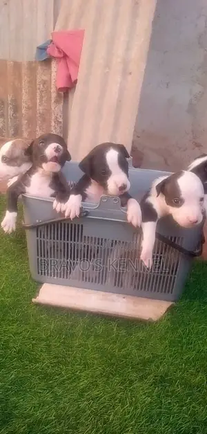 1-3 months Female Purebred American Pit Bull Terrier