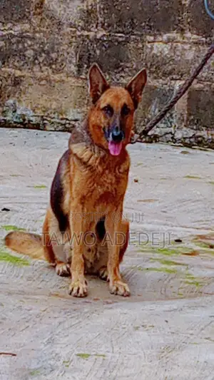 6-12 months Female Purebred German Shepherd