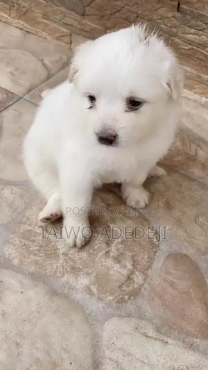 1-3 months Female Purebred American Eskimo