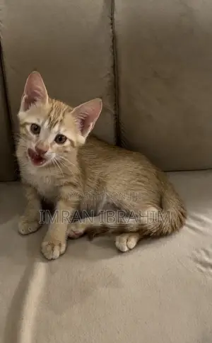 1-3 months Female Mixed Breed American Shorthair