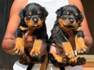 1-3 months Female Purebred Rottweiler