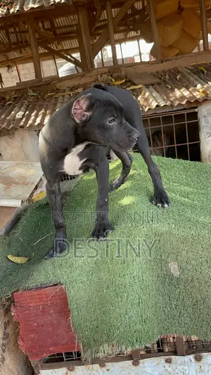 3-6 months Male Purebred Cane Corso