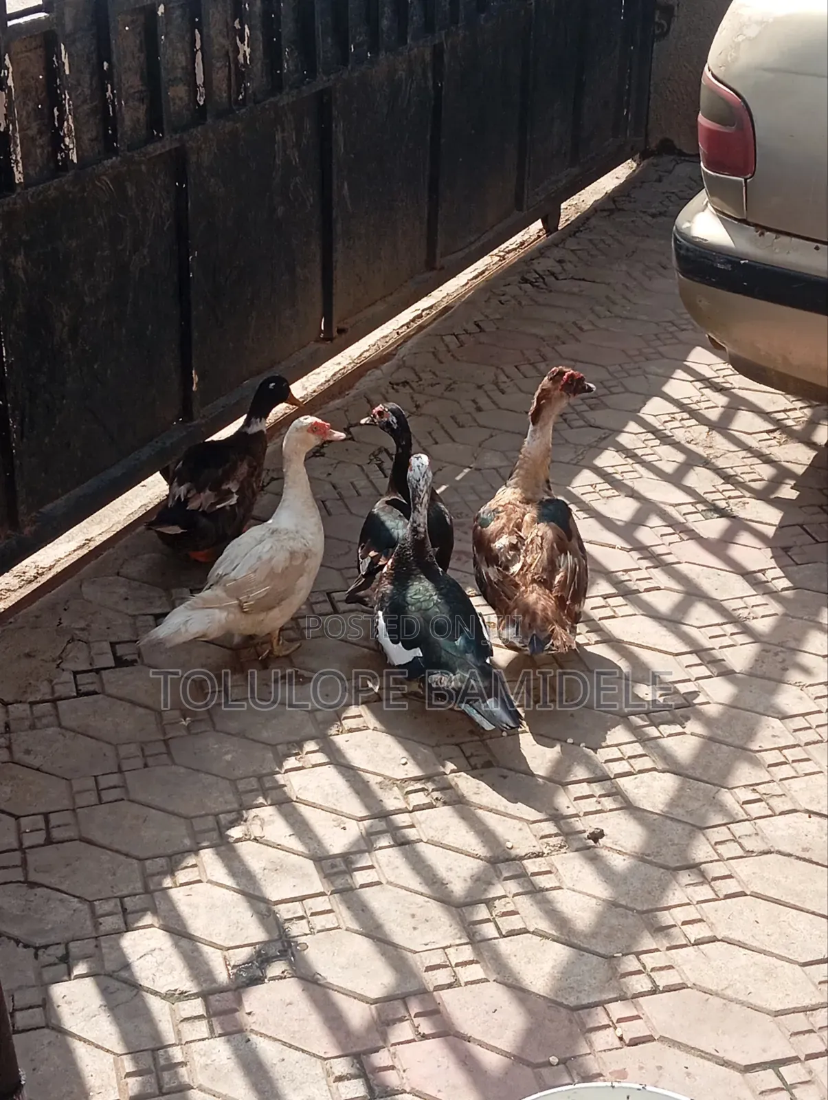 Ducks Available 