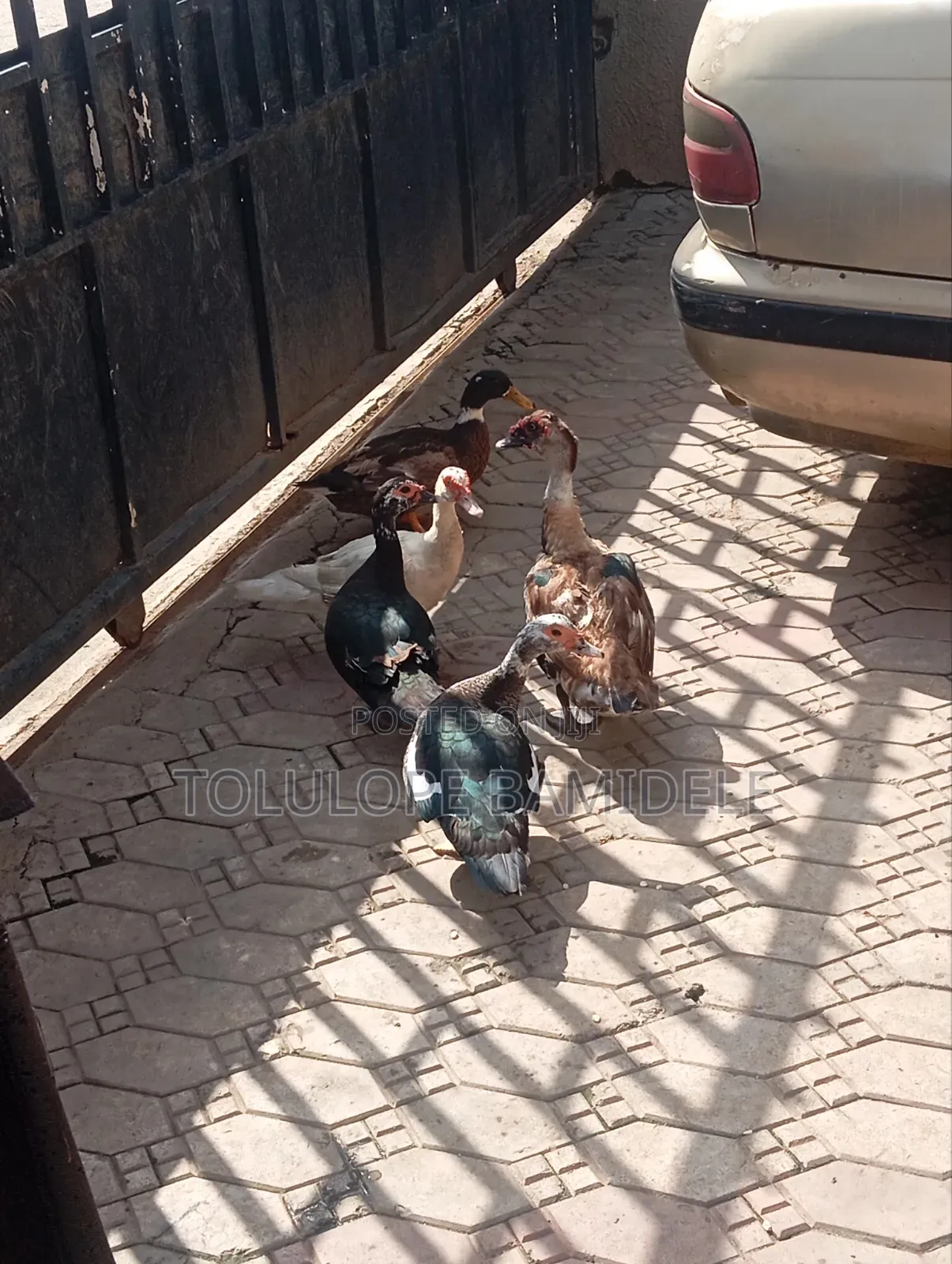 Ducks Available 
