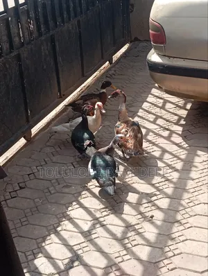 Ducks Available 