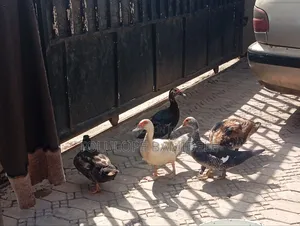 Ducks Available 