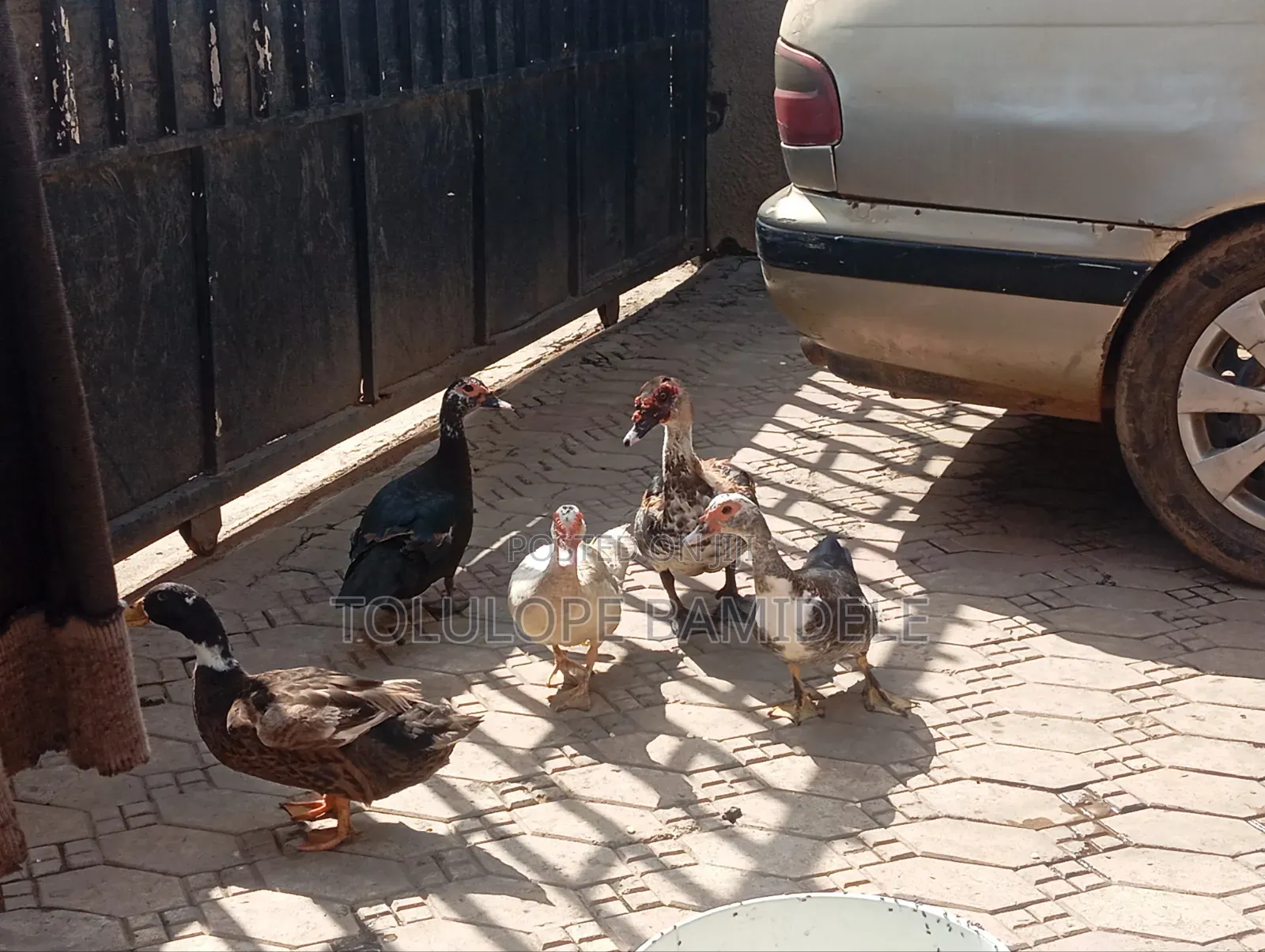 Ducks Available 