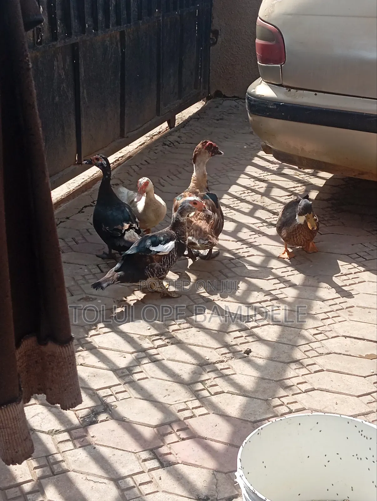Ducks Available 