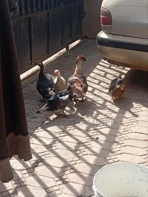Ducks Available 
