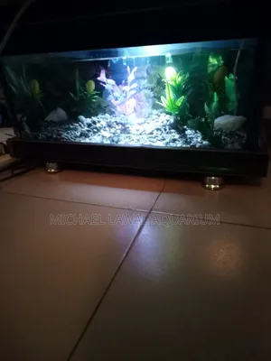 Aquarium Fish Tank
