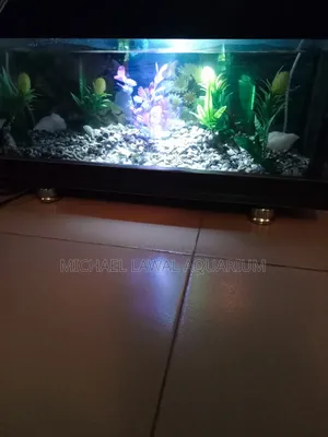 Aquarium Fish Tank