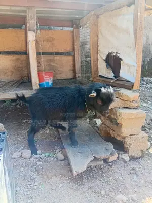 Male African Goat