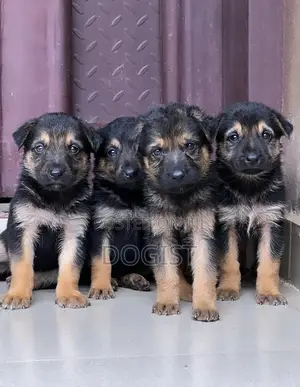 1-3 months Female Purebred German Shepherd