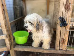 1+ year Male Purebred Lhasa Apso
