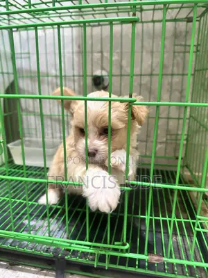 1-3 months Female Mixed Breed Maltese
