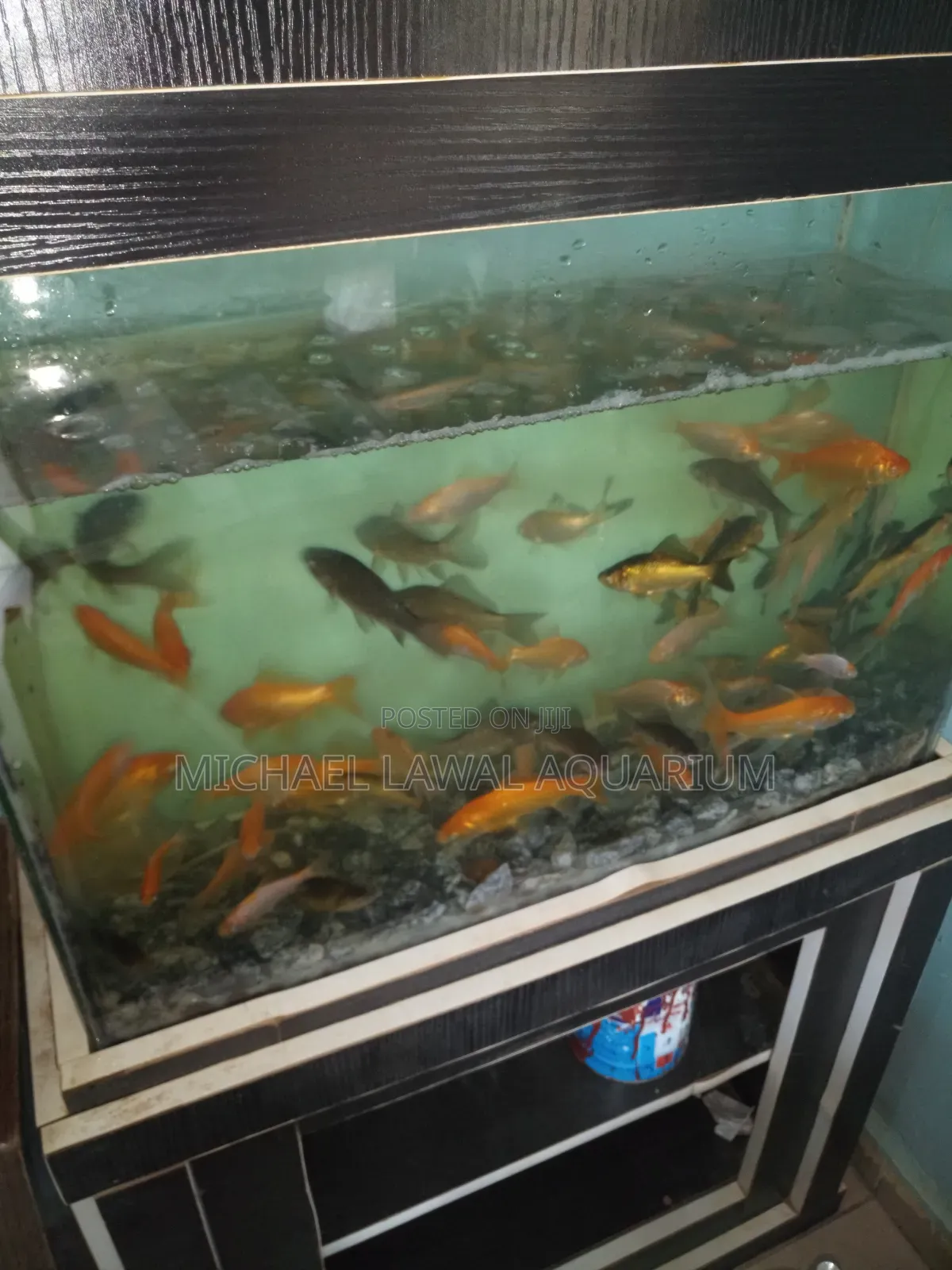 Aquarium Fish Tank