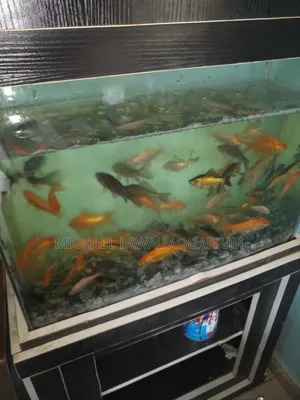 Aquarium Fish Tank