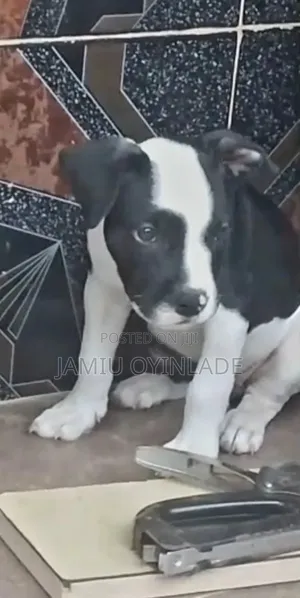 1-3 months Female Purebred American Pit Bull Terrier