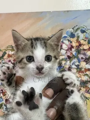 1-3 months Female Purebred American Shorthair