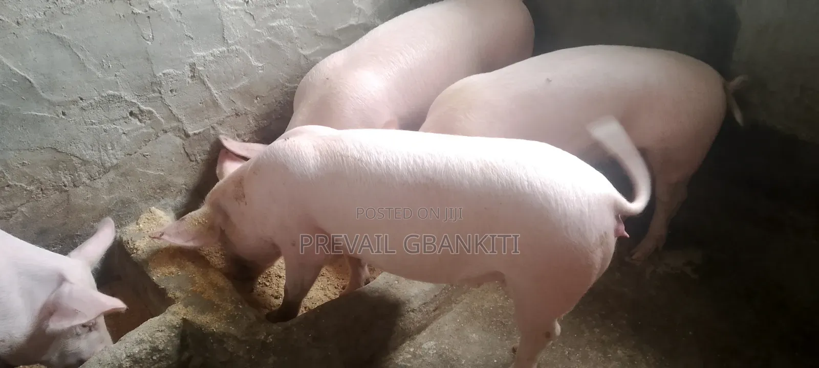 Large White Pig