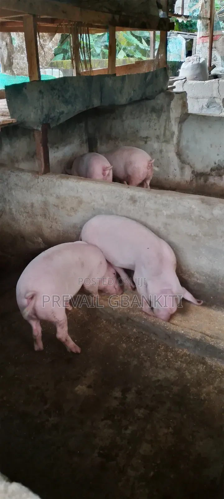 Large White Pig