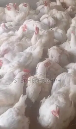 8 Weeks Old Broiler Chickens for Sale – Healthy & Ready