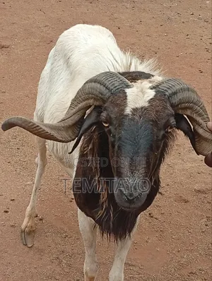 Very Healthy Ram, Serious Buyer Should Contact Me for Further Discuss