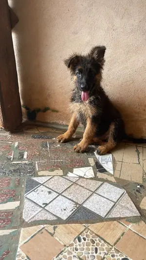 1-3 months Male Purebred German Shepherd