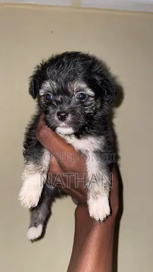 1-3 months Female Purebred Lhasa Apso