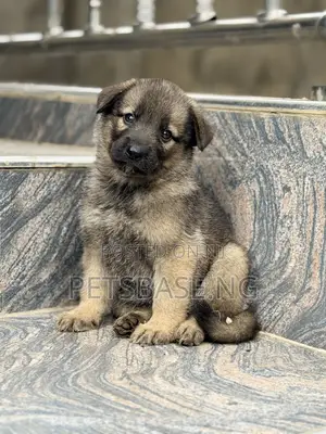 1-3 months Male Purebred German Shepherd