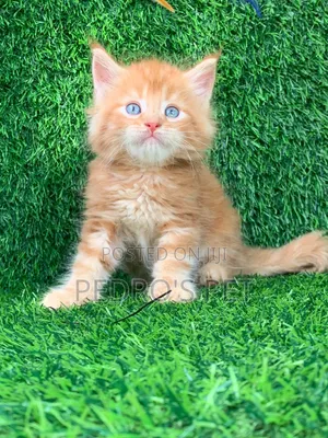 1-3 months Male Purebred Chow Chow