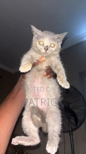 1-3 months Female Purebred British Shorthair