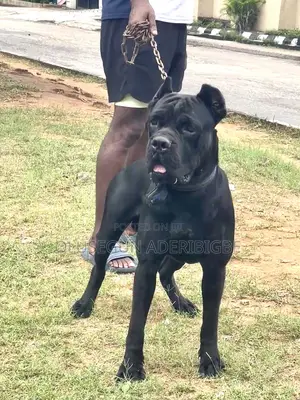 6-12 months Male Purebred Cane Corso