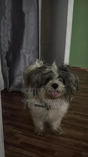 6-12 months Male Purebred Lhasa Apso